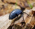 photo thumbnail #1