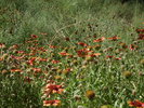 photo thumbnail #12