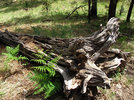 photo thumbnail #2