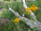 photo thumbnail #5