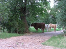 photo thumbnail #1