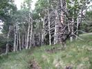 photo thumbnail #9