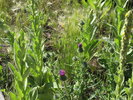 photo thumbnail #6