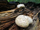 photo thumbnail #3