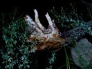 photo thumbnail #9