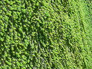 photo thumbnail #12