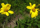 photo thumbnail #12