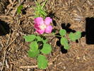 photo thumbnail #12