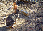 photo thumbnail #3
