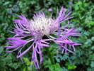 photo thumbnail #13