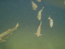 photo thumbnail #10