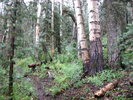 photo thumbnail #6