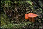 photo thumbnail #14