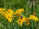 photo thumbnail #3
