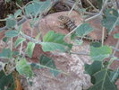 photo thumbnail #3