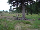 photo thumbnail #11