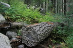 photo thumbnail #14