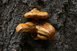 photo thumbnail #15