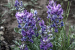 photo thumbnail #8