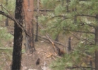 photo thumbnail #14