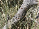 photo thumbnail #12