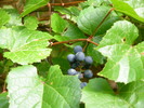 Featured Detail Photo