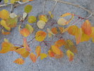 photo thumbnail #12