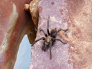 photo thumbnail #7