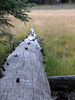 photo thumbnail #10
