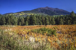 photo thumbnail #10