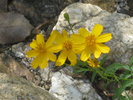 photo thumbnail #5