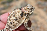photo thumbnail #2