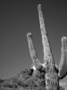 photo thumbnail #14