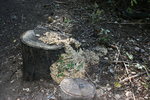 photo thumbnail #12