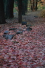 photo thumbnail #11