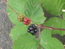 photo thumbnail #3