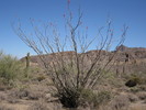 photo thumbnail #2