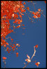 photo thumbnail #15