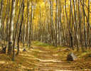 photo thumbnail #5