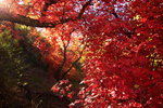 photo thumbnail #15