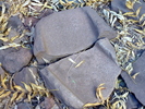 Featured Full Photo