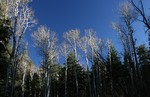 photo thumbnail #13