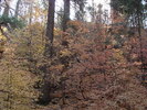 photo thumbnail #13