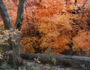 photo thumbnail #3