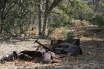 photo thumbnail #5