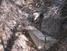 photo thumbnail #7