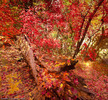 photo thumbnail #13