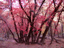 photo thumbnail #10