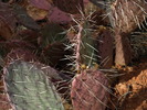 photo thumbnail #10