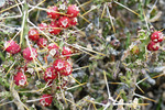 photo thumbnail #5
